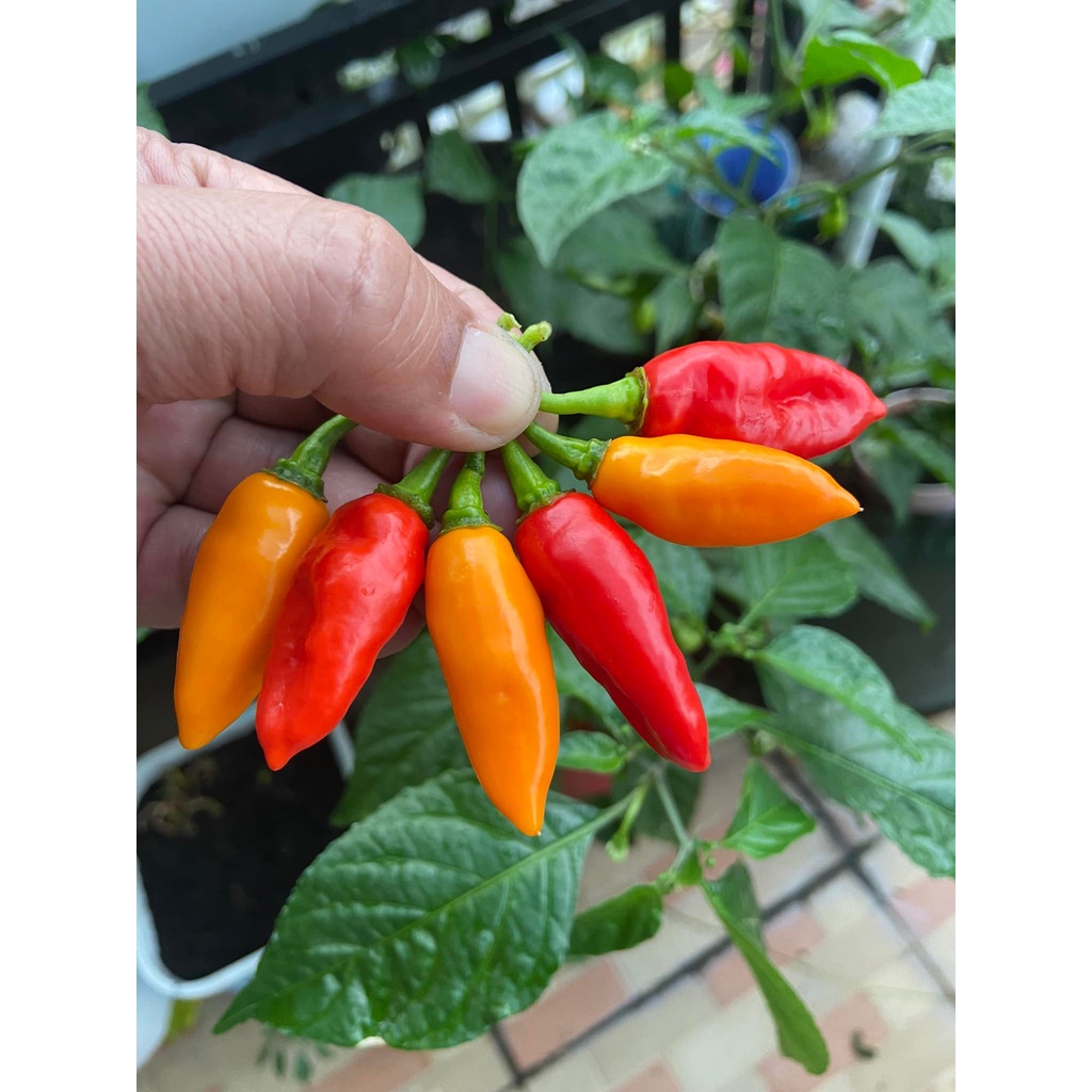 Benih Bibit Biji - Cabai Datil Red Cabe Pepper Seeds