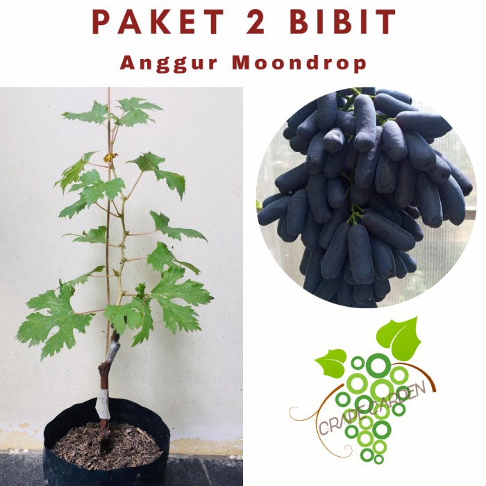 Paket 2 Bibit Anggur Moondrop Import Grafting