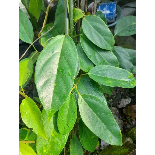 

daun cincau30 lembar