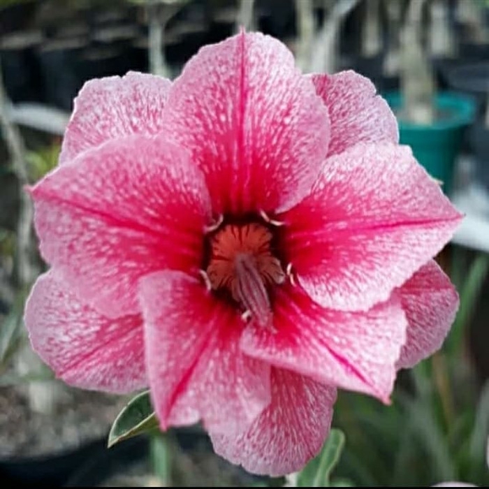 

Bibit bunga adenium swallow