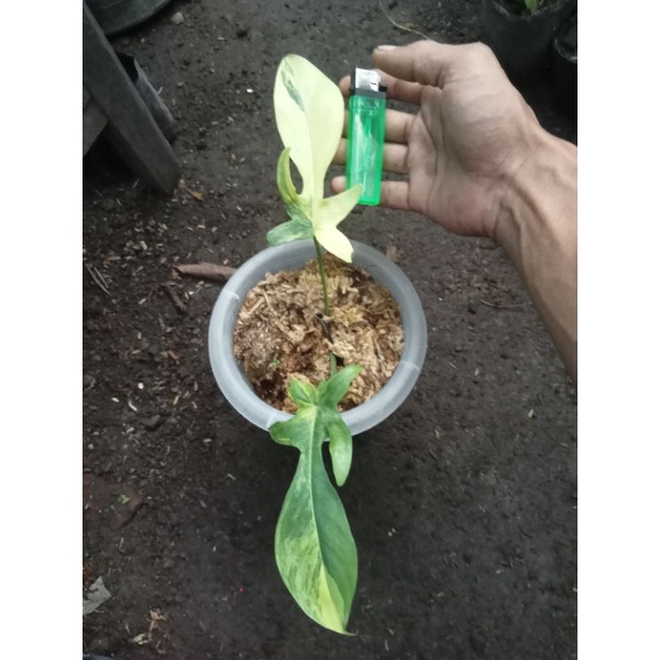FLOBE VARIGATA SESUAI FOTO