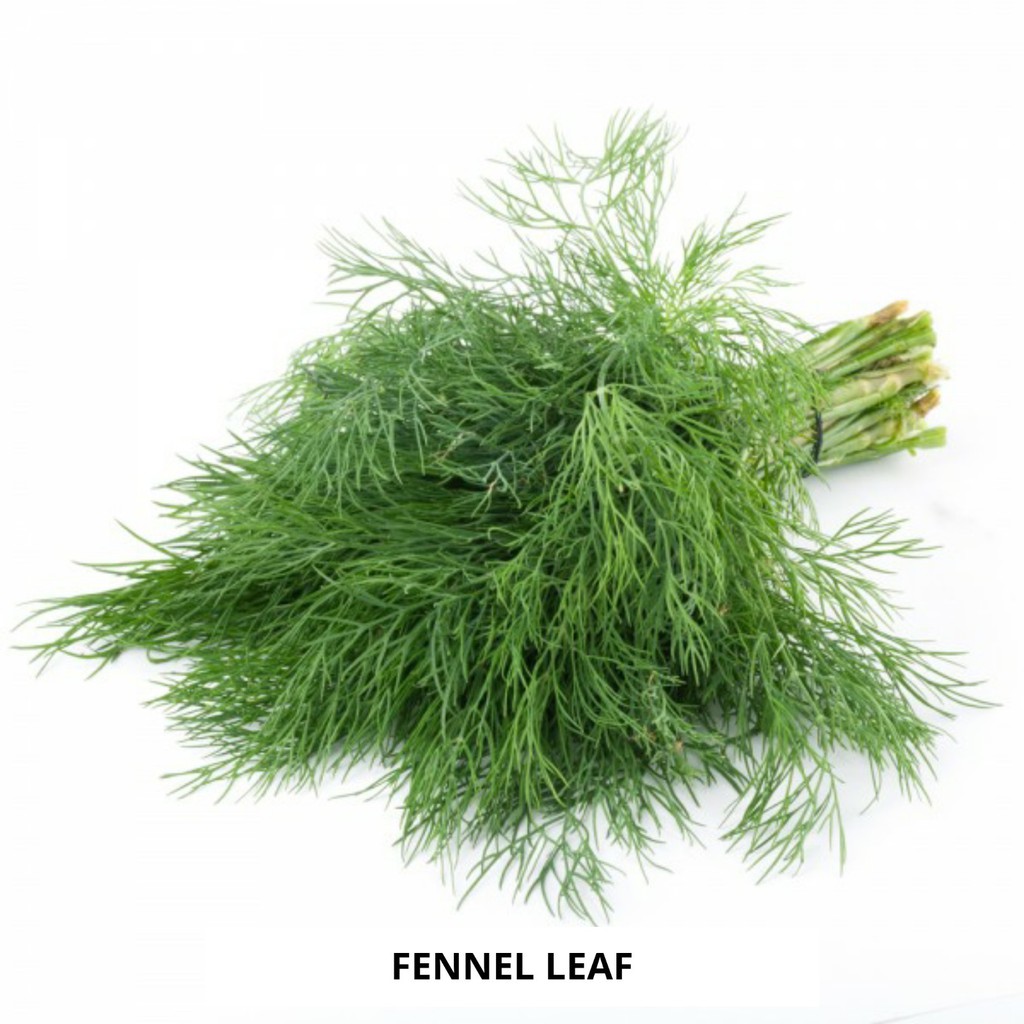 

Daun Adas / Fennel 200gr