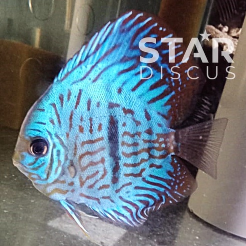 Discus Heckel Cross Brilliant Blue 3,75 inch up - diprediksi jantan