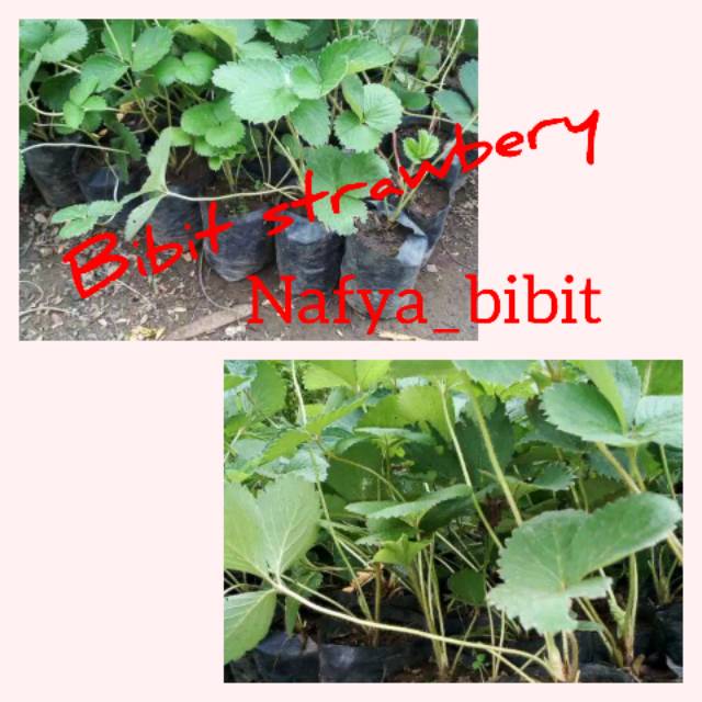 

Strawbery