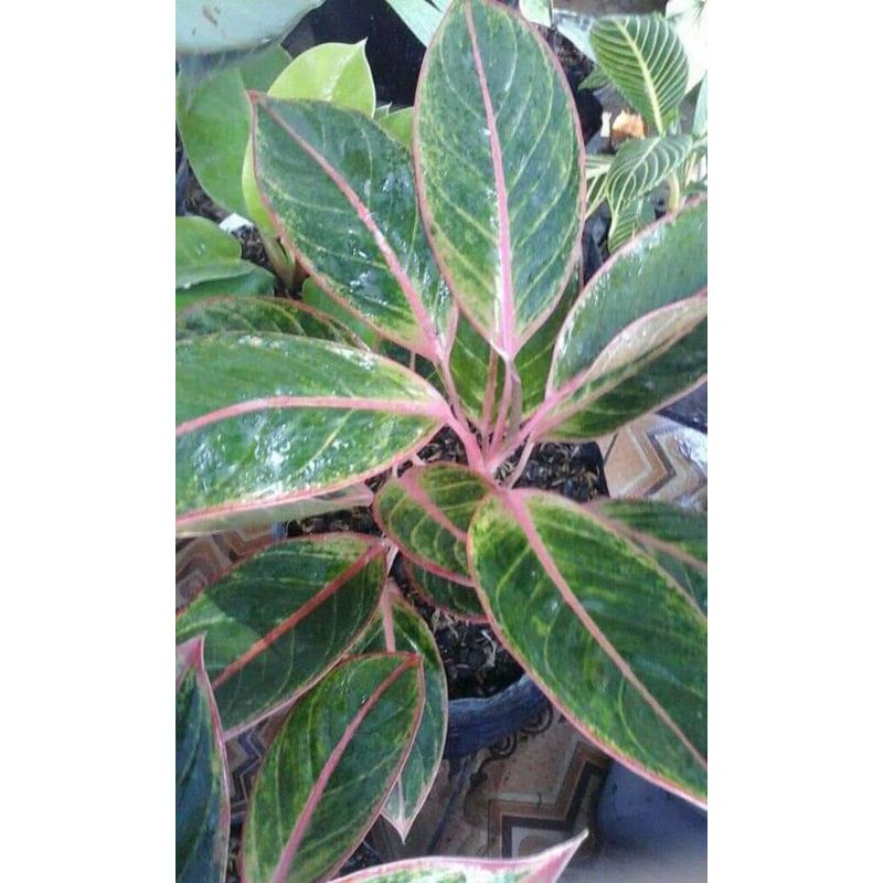 aglonema lipstik puding