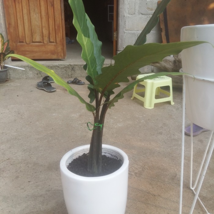 tanaman hias keladi keris papua | Keladi Hitam Papua | Alocasia Papua