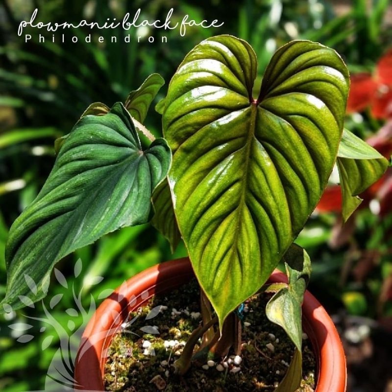 Philodendron Plowmanii Black Face