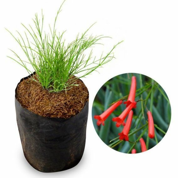 tanaman air mancur merah - pohon air mancur bunga merah