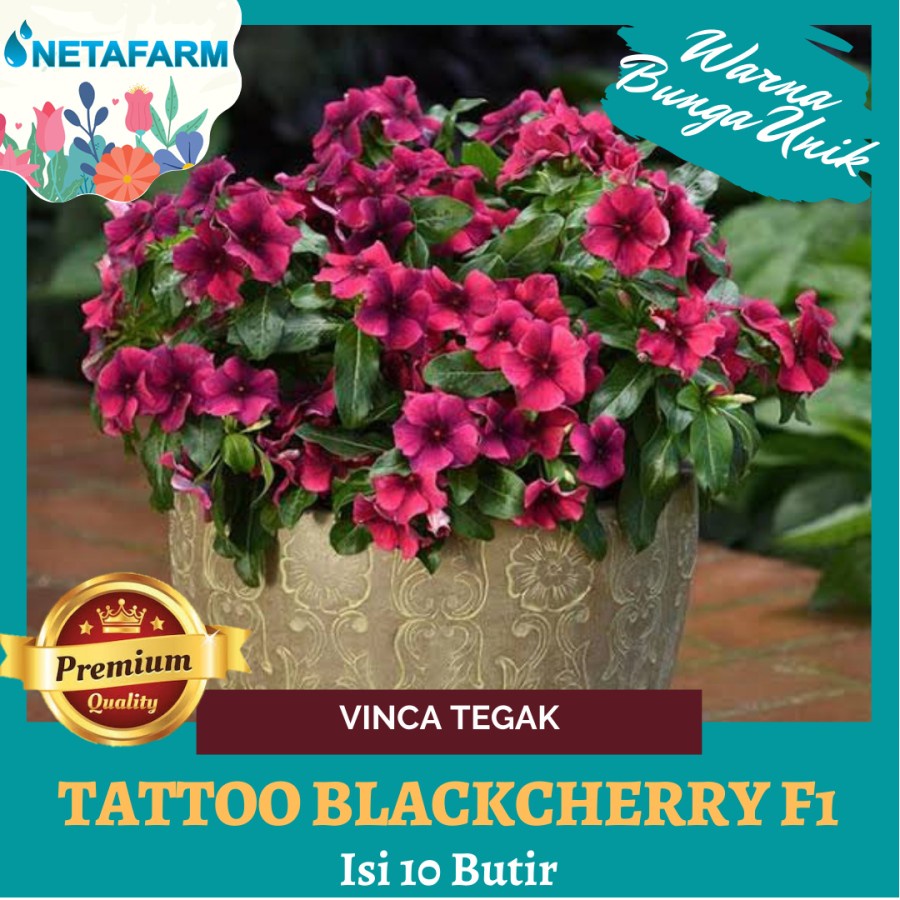 Benih BIji Bibit Bunga Vinca Tegak Tatto Blackberry F1 - 10 Butir