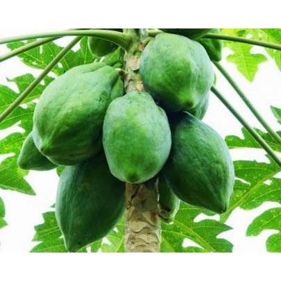 

Buah segar pepaya muda 1kg