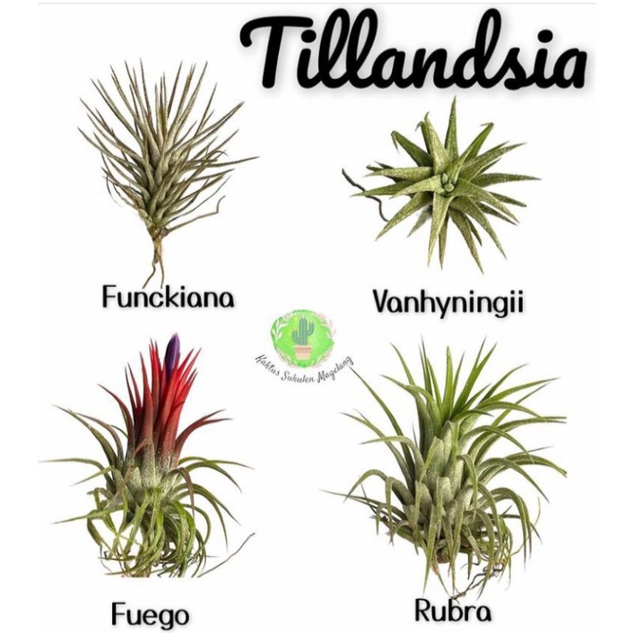 Tillandsia Tanaman Udara Ionantha Fuego Rubra Funckiana Vanhyningii