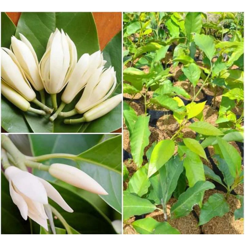 tanaman bibit bunga kantil