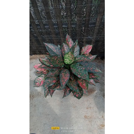 aglonema Ruby Garuda batik rumpun isi 3-4 (pembelian 5 rumpun 25 ribuan)