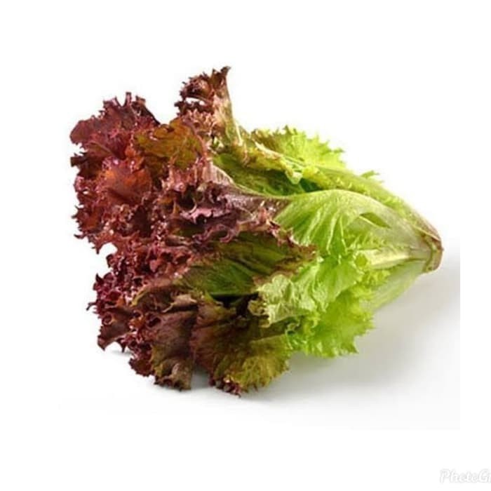 

Lorosa Selada Merah Seladah Merah Lettuce 250 gram