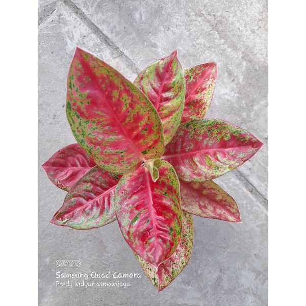 aglaonema mahasety