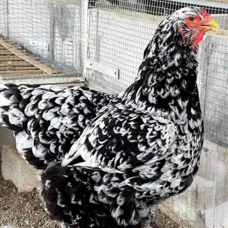 

TELUR AYAM BRAHMA MOTTLED UNTUK DI TETASKAN