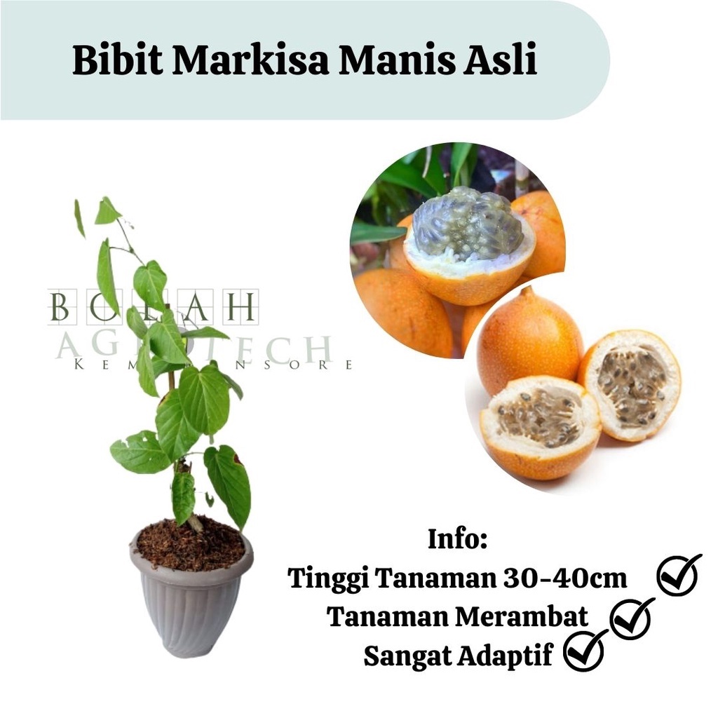 Bibit Markisa Manis Asli / Bukan Markisa Hutan atau Buah Negeri