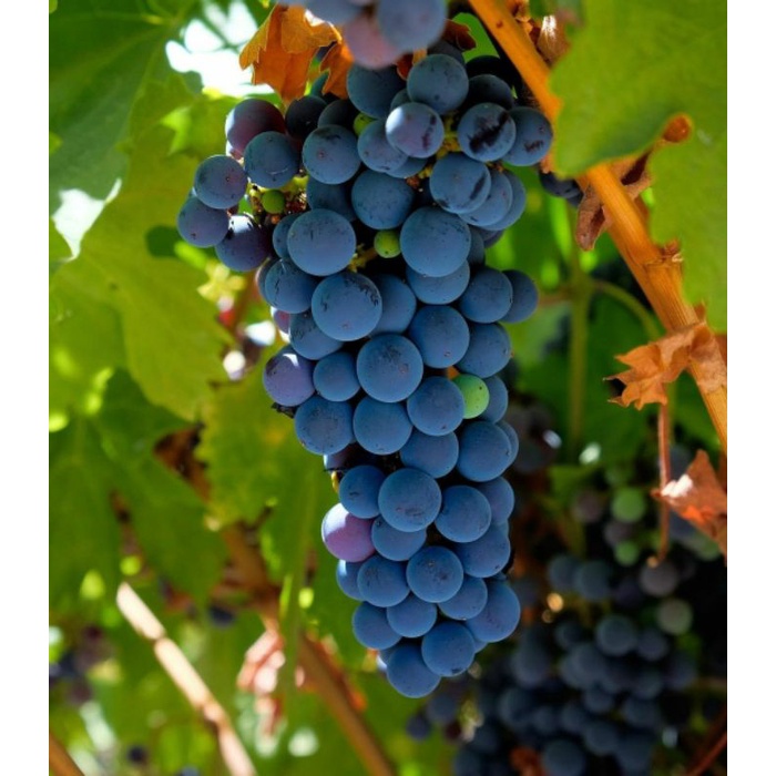 bibit anggur alfonso