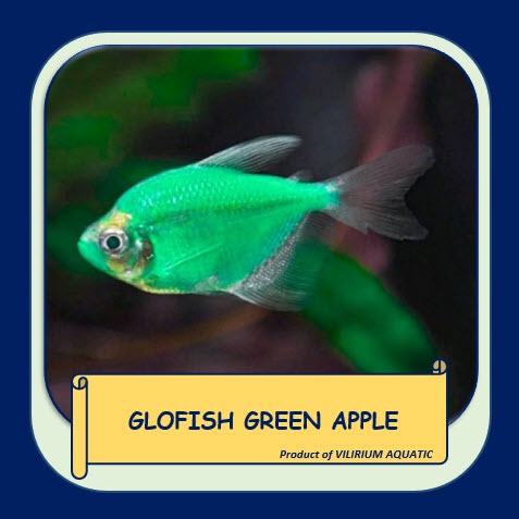 IKAN HIAS AIR TAWAR - GLOFISH TETRA GREEN APPLE (±2cm)