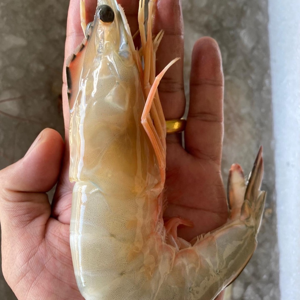 

Udang Peci Udang Jerbung Udang Laut Segar Fresh 1Kg