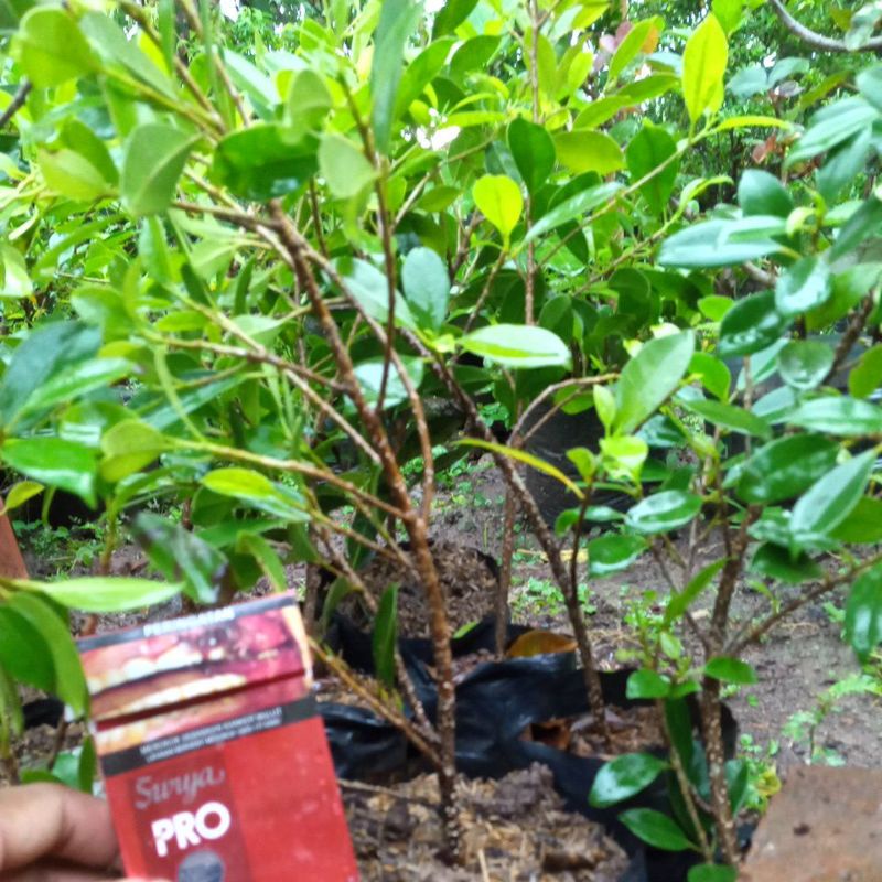 bibit kimeng cangkokan