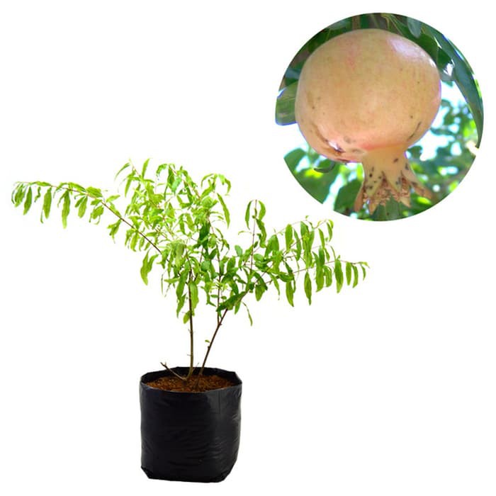 Bunga Jadi.. Bibit Delima Putih - bukan benih, harga termurah.