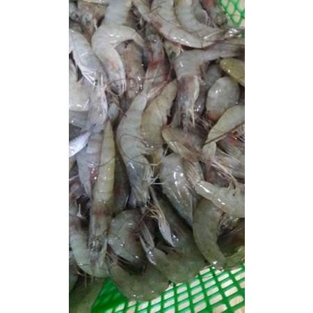 

Udang Vaname 1kg Size 50-60Ekor Fresh Segar,Tanpa Formalin 100%