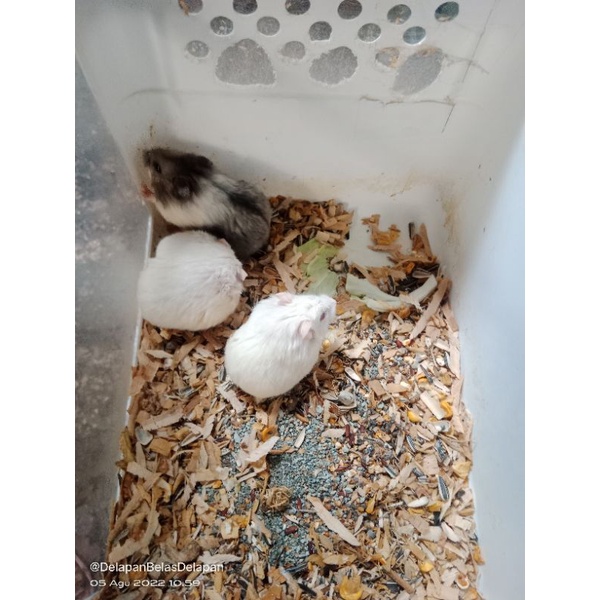 hamster winter white indukan