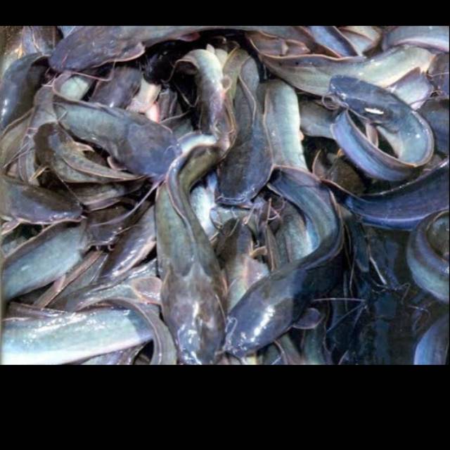 

Ikan Lele fresh 1 kg