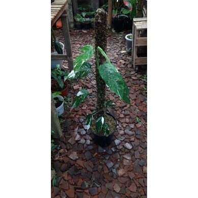 Epipremnum Variegata