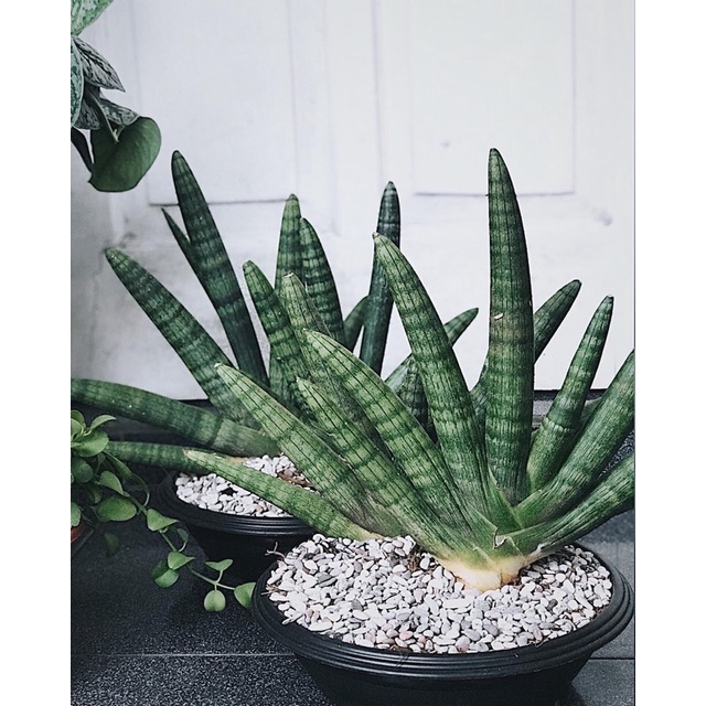 Sansevieria Boncel