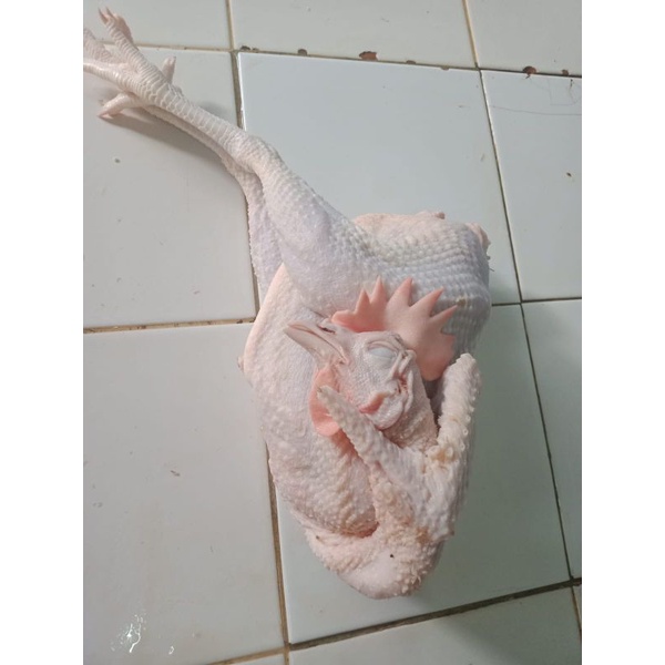 

AYAM MERAH 1.8 kg HIDUP (AYAM PETELOR)