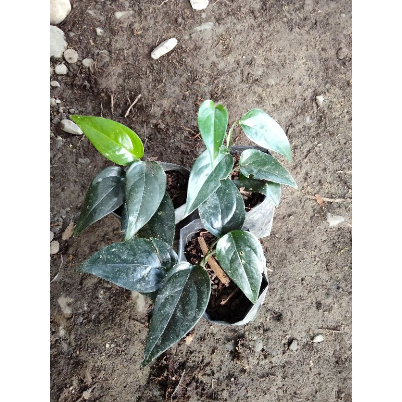 tanaman hias merambat.kangkung hitam