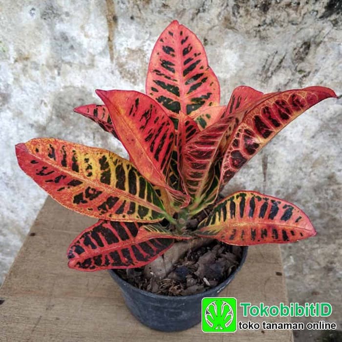 Tanaman Puring Proton