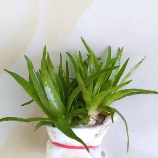  Tanaman  aquascape  sagitaria Shopee Indonesia