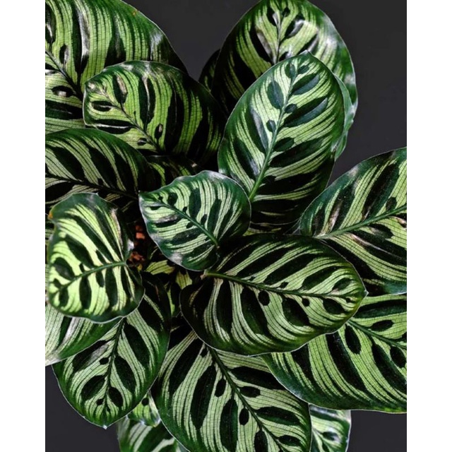 calathea makoyana  import
