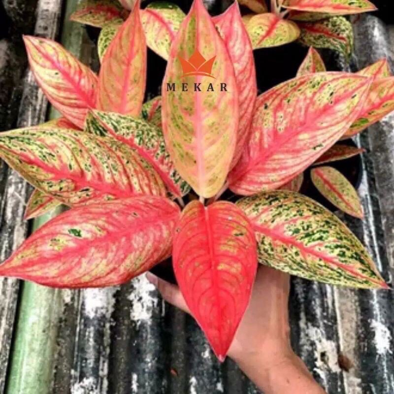 bibit aglonema legacy bongolan bunga aglonema legacy