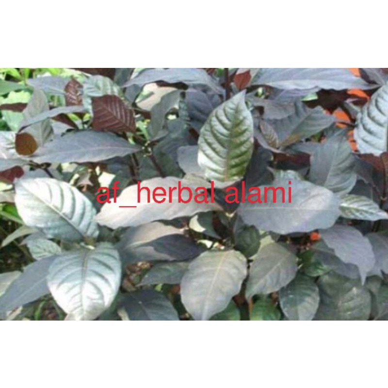 

Daun handeuleum 30lembar