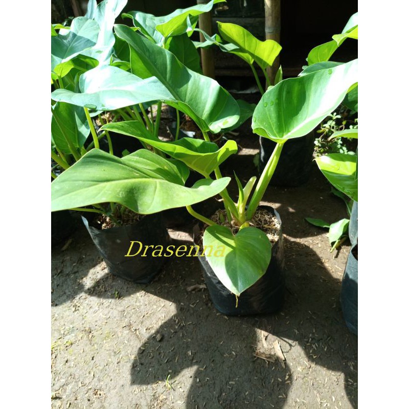 tanaman hias philo marbel,,keladi philo marbel