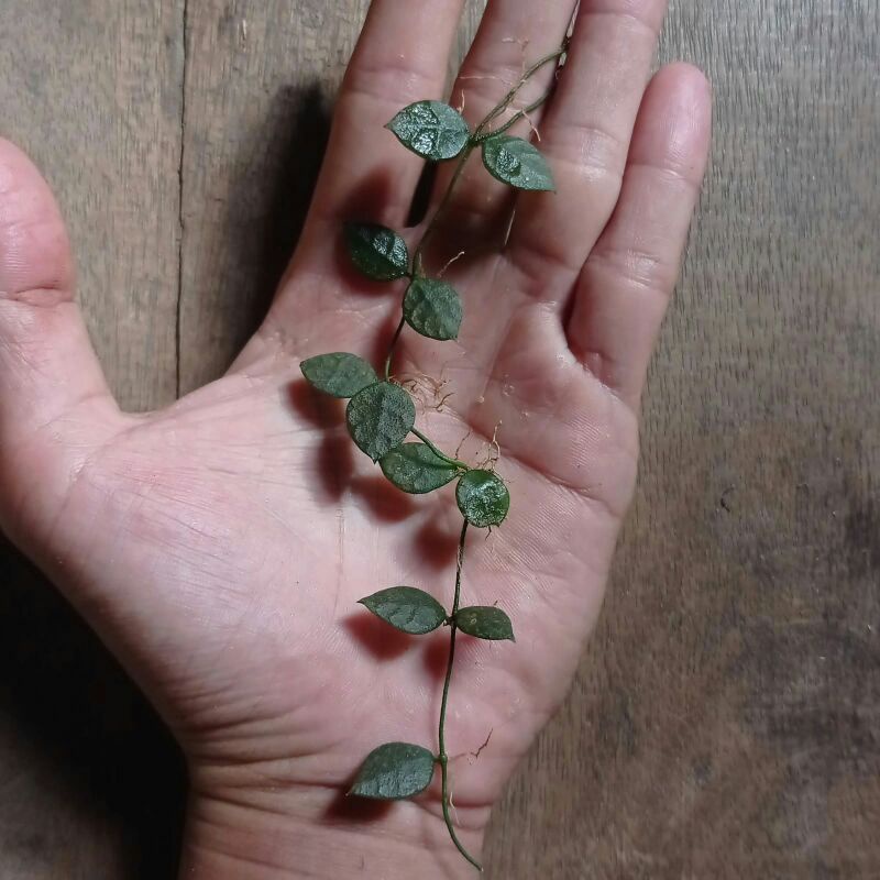 hoya krohniana sp