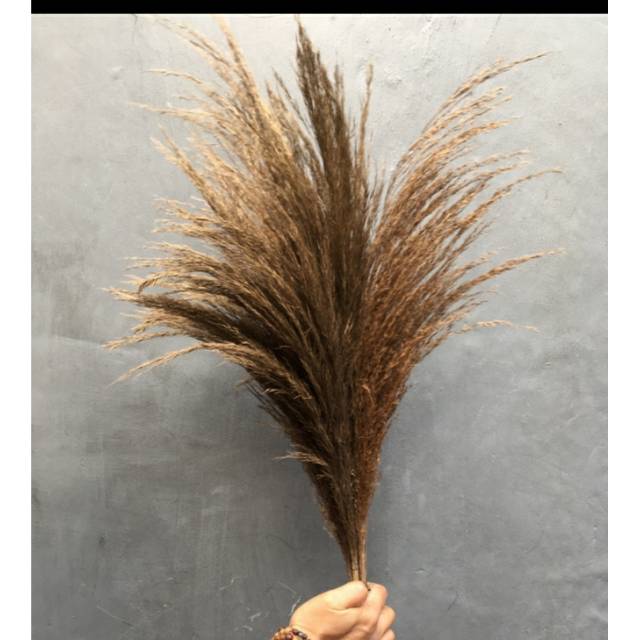 pampas lokal - pampas grass kode.pmp111