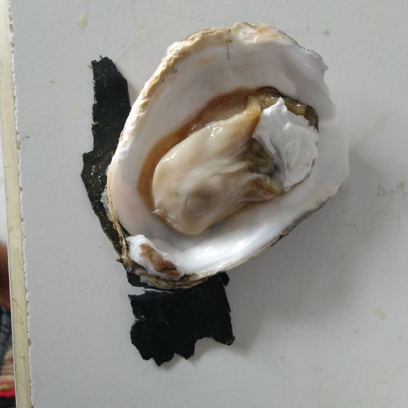 Oyster Jumbo Hidup