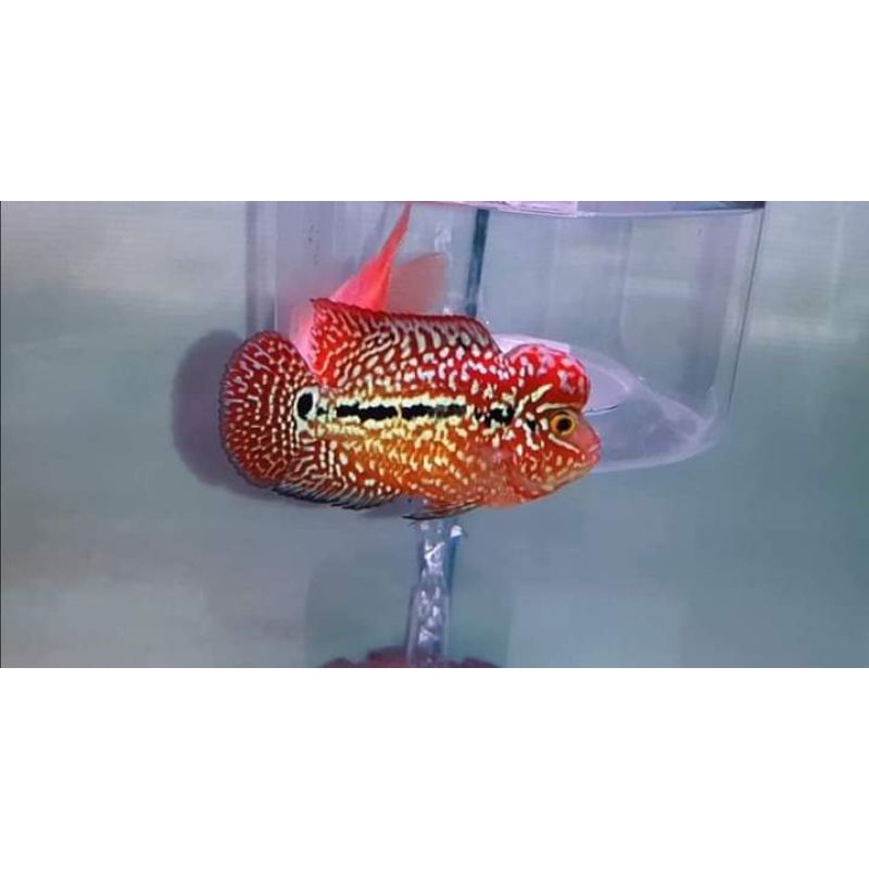 kamfa f2ori Thailand  grade random