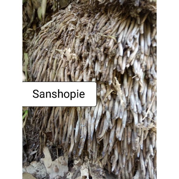 

Akar bambu petung segar 1 kg - petik langsung