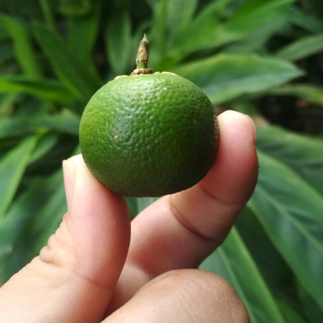 

JERUK KUNCI BANGKA 1KG/ JERUK KASTURI / LEMON CUI / SONGKIT / KITNA /