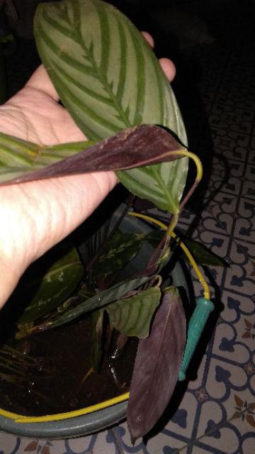 Tanaman Hias Calathea Sentosa