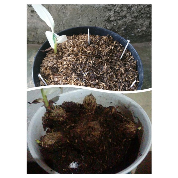 pisvar florida pisang variegata, 1 pohon 5 bonggol