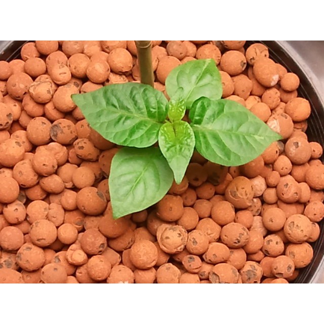 

Hydroton (2 Liter) - Ebc9Da - Original Asli