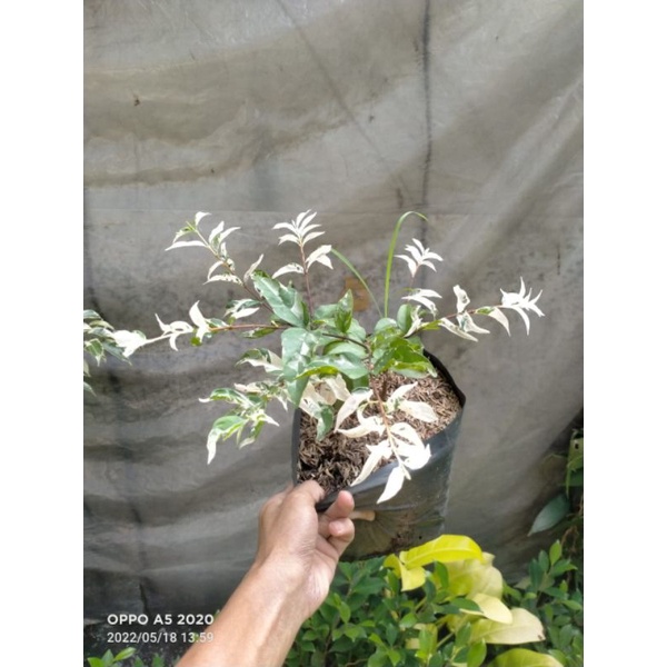 Bibit bonsai putri salju