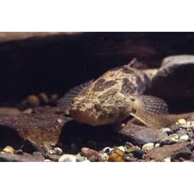 

ikan betutu air tawar